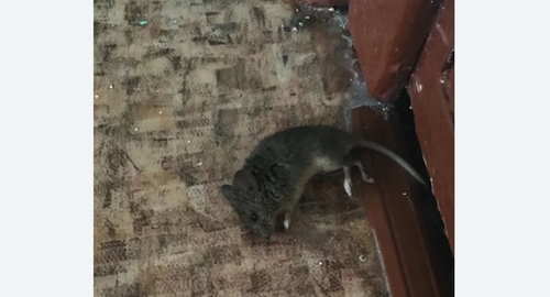 Дезинфекция от мышей в Семенове