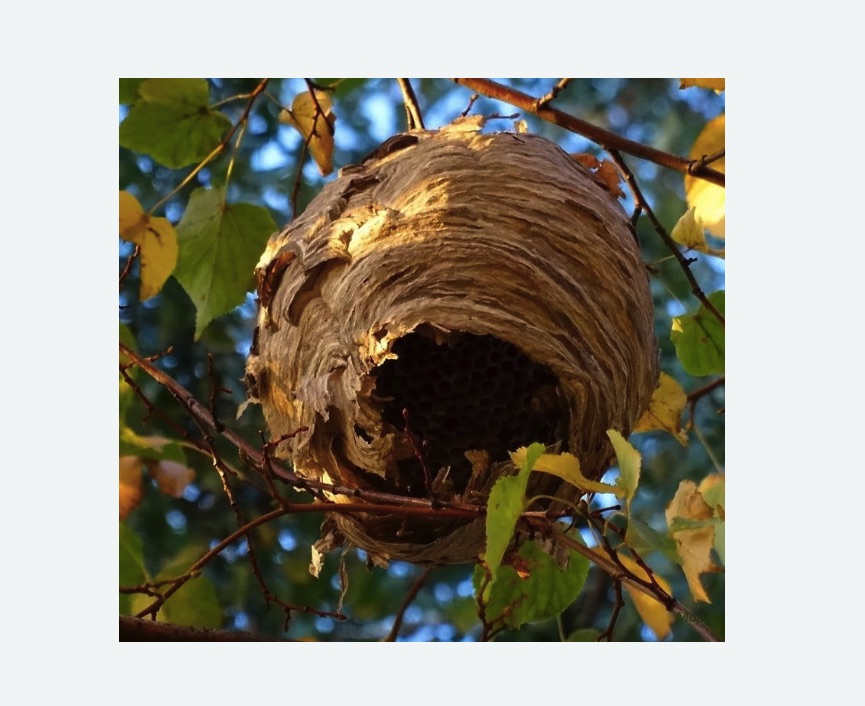 Обработка от шершней в Семенове