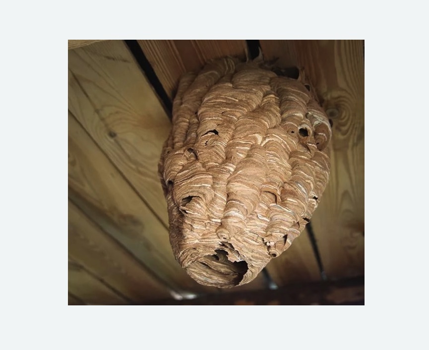 обработка от шершней в Семенове