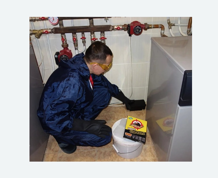 Уничтожение крыс в Семенове