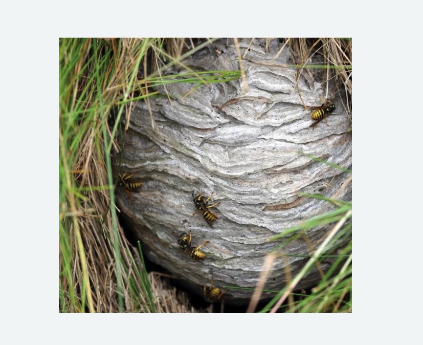 Уничтожение ос и ульев в Семенове